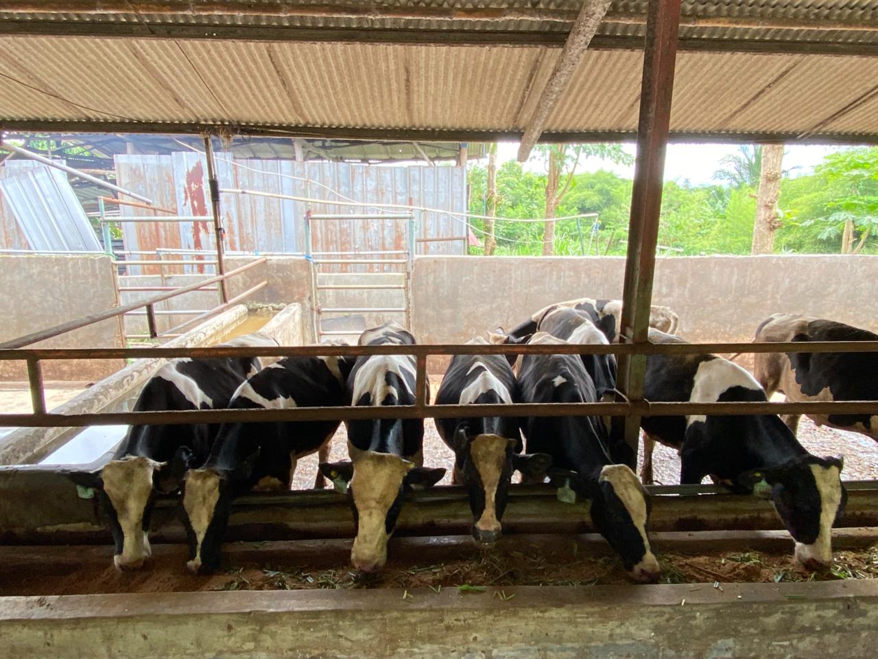 Sapi Sehat