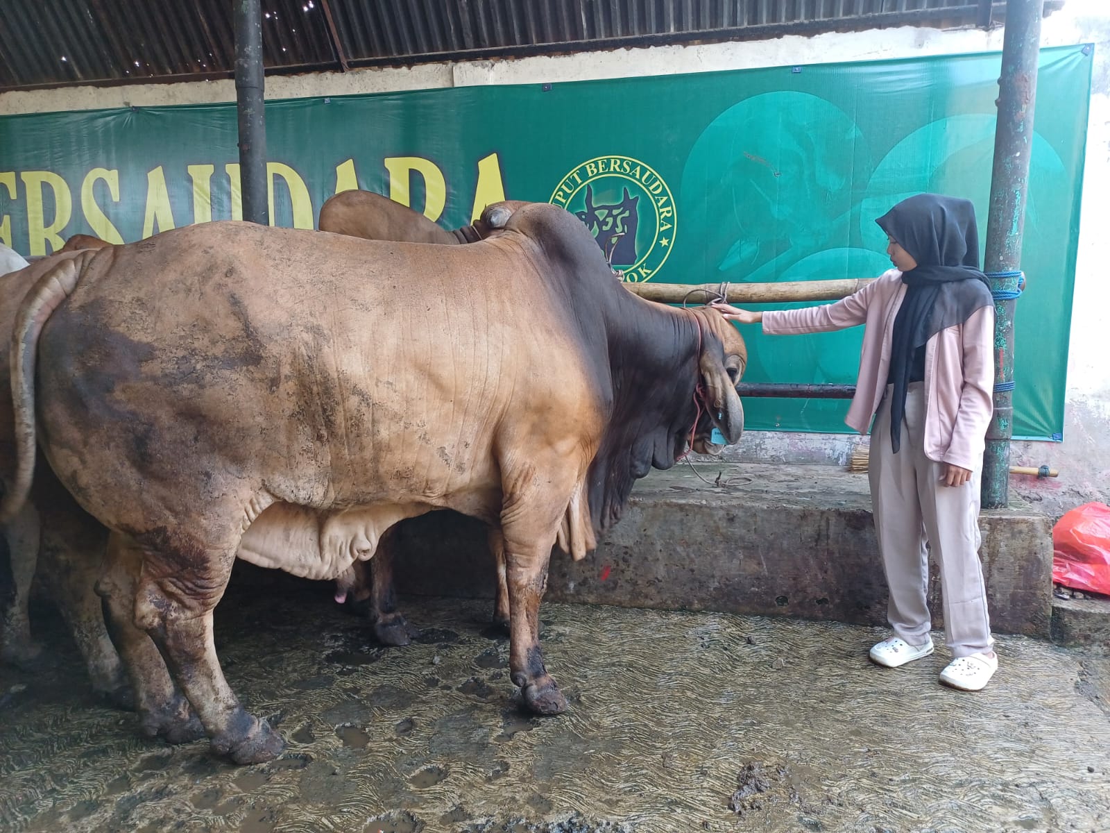 Sapi Berkualitas